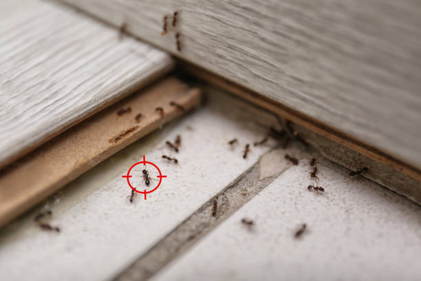 Best Pest Inspection Near Me  in Pleasanton, CA