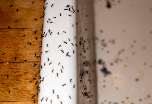 Wasp Removal Services in Pleasanton, CA